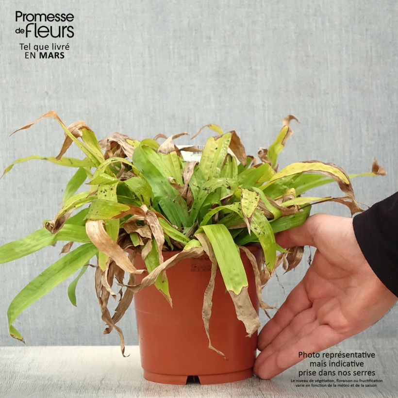 Exemplaar van Carex plantaginea - Breedbladige zegge Pot van 1 l/1,5 l zoals geleverd in de lente