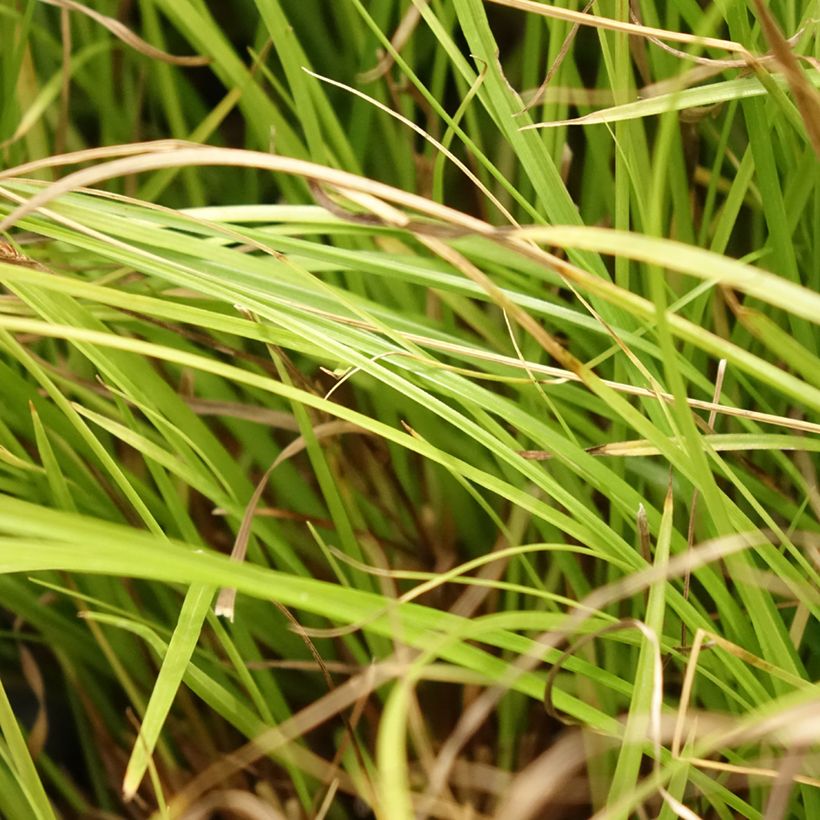 Carex remota - IJle zegge (Blad)