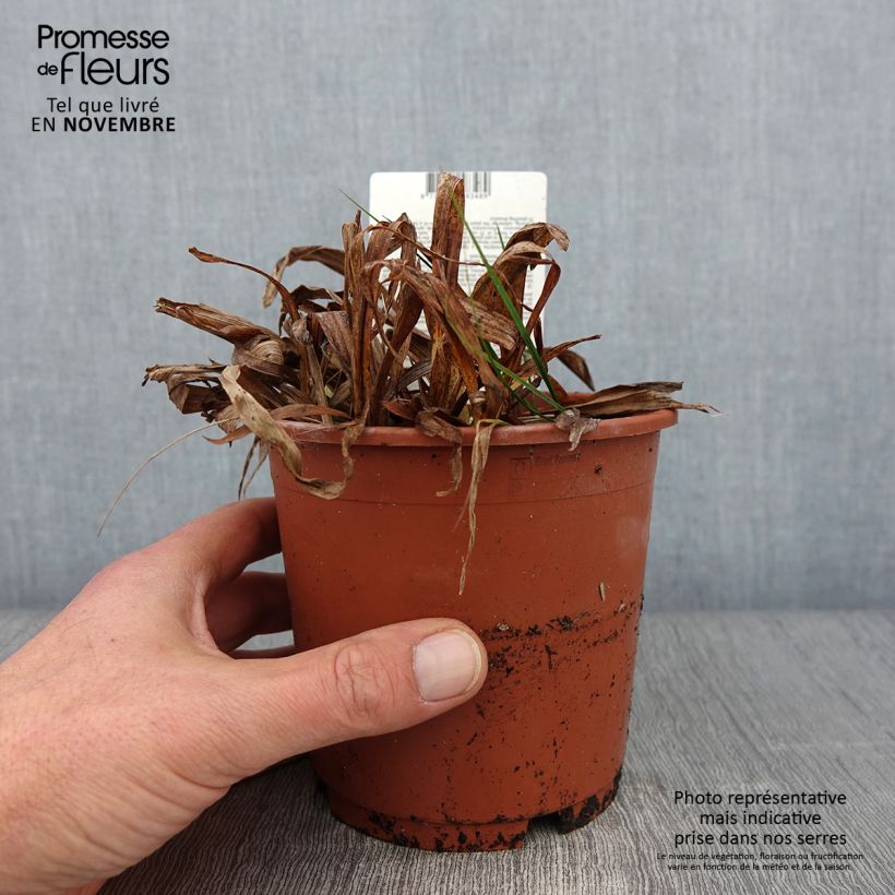 Exemplaar van Carex siderosticha Variegata - Breedbladzegge Pot van 1 l/1,5 l zoals geleverd in de herfst