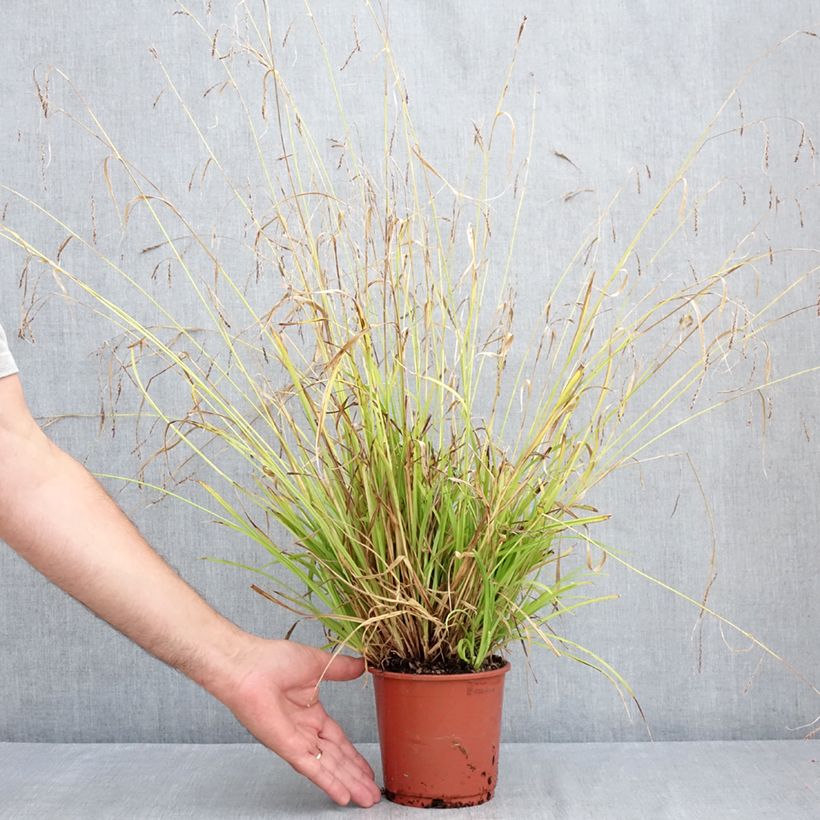 Exemplaar van Carex sylvatica - Boszegge Pot van 1 l/1,5 l zoals geleverd in de zomer