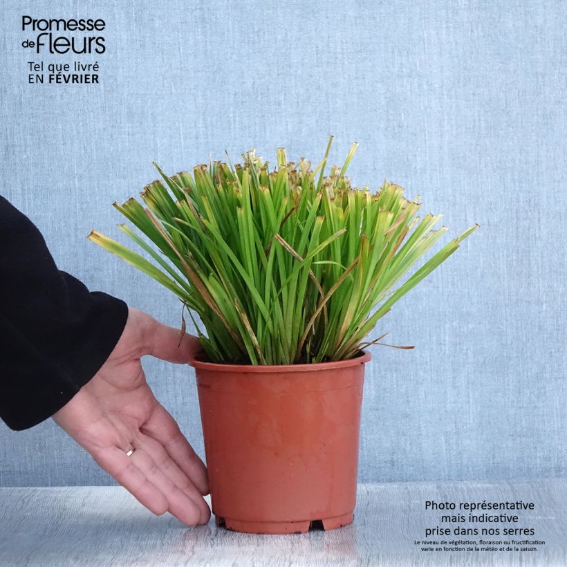 Example of Carex sylvatica - Boszegge Pot van 1 l/1,5 l as you get in hiver