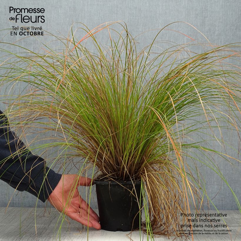 Exemplaar van Carex testacea Prairie Fire - Oranjezegge Pot van 2 l/3 l zoals geleverd in de herfst