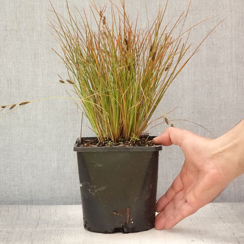 Exemplaar van Carex testacea Prairie Fire - Oranjezegge Pot van 2 l/3 l zoals geleverd in de zomer
