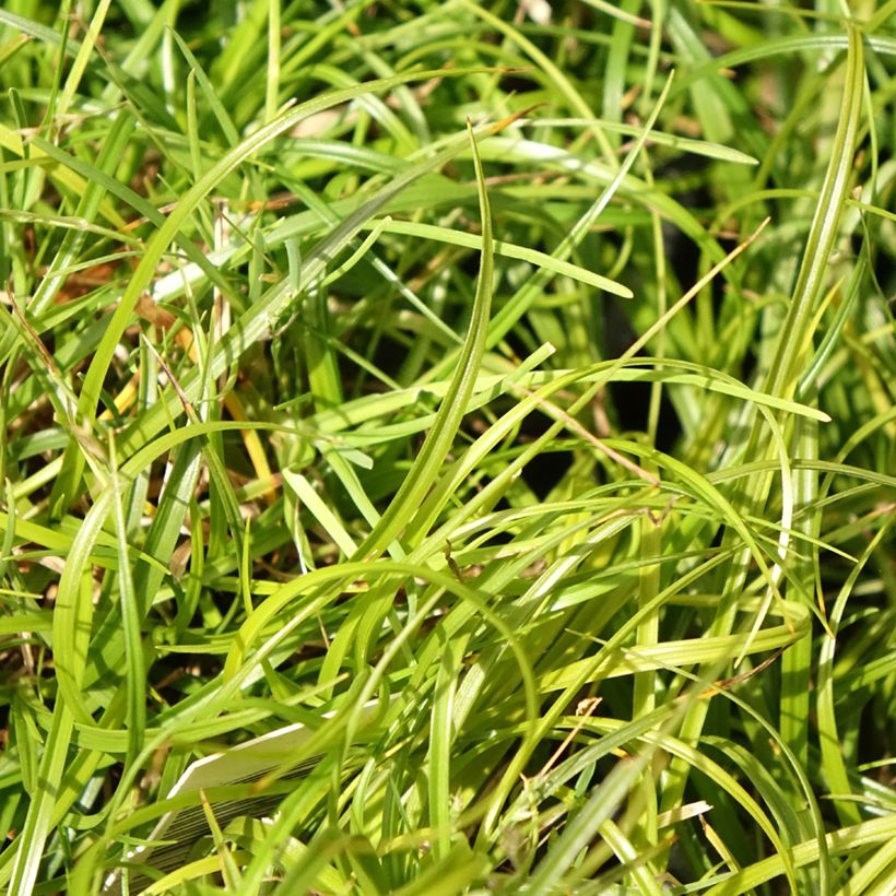 Carex umbrosa - Schaduwzegge (Blad)