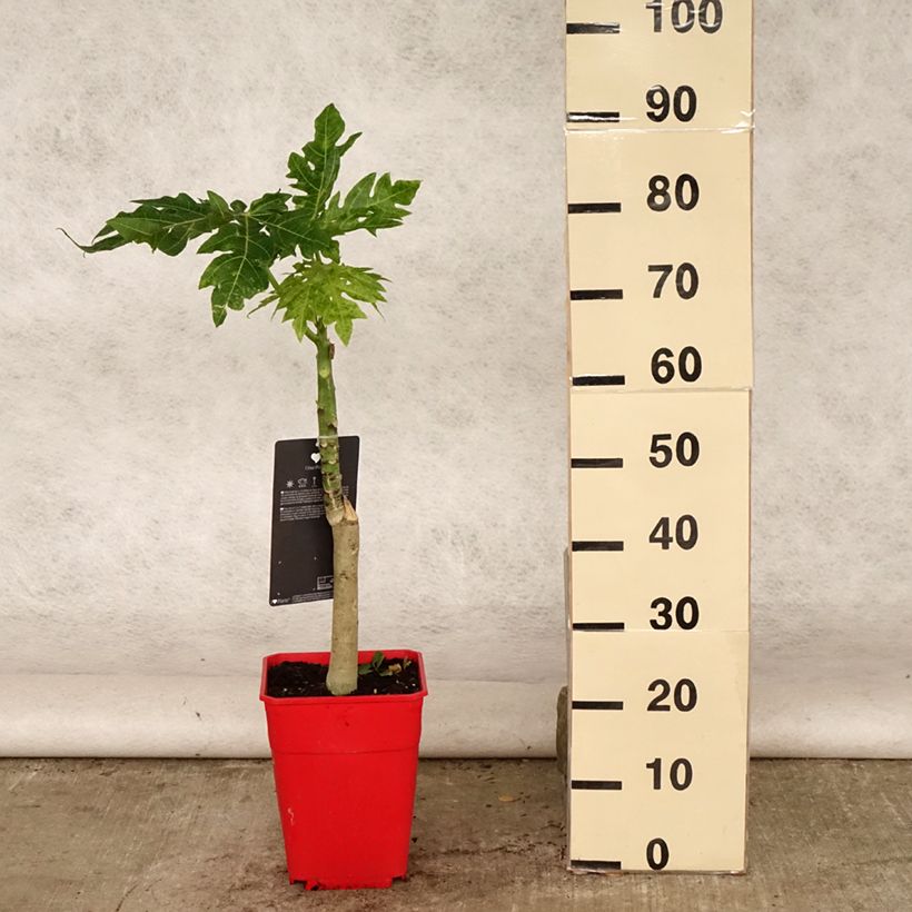 Exemplaar van Papaja - Carica papaya Pot van 6 l/7 l zoals geleverd in de zomer