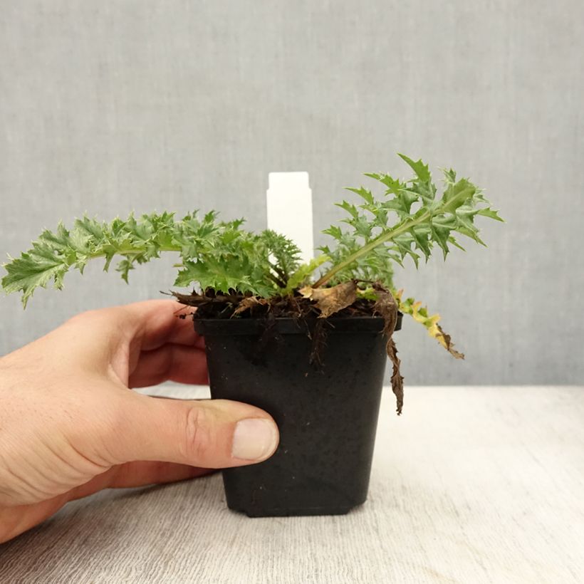 Exemplaar van Carlina acaulis ssp. simplex Bronze - Zilverdistel Kweekpotje van 8/9 cm zoals geleverd in de herfst