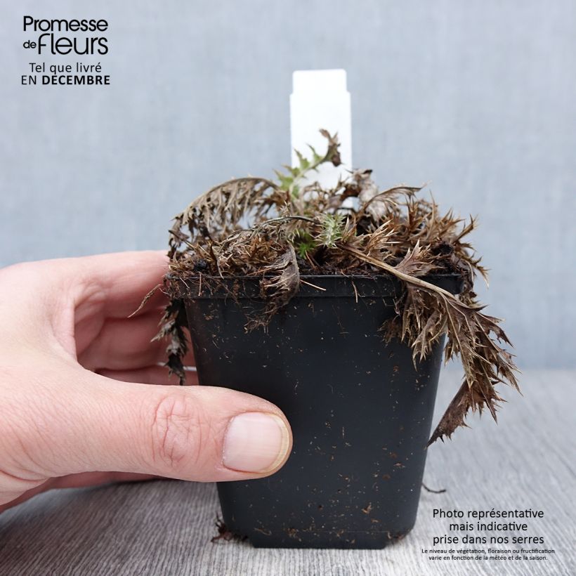 Exemplaar van Carlina acaulis ssp. simplex - Zilverdistel Kweekpotje van 8/9 cm zoals geleverd in de herfst