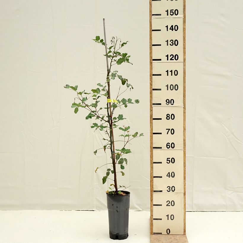 Example of Caroubier - Ceratonia siliqua Pot van 6 l/7 l as you get in printemps