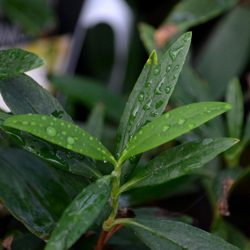 Carpenteria californica - Californische bosjasmijn (Foliage)