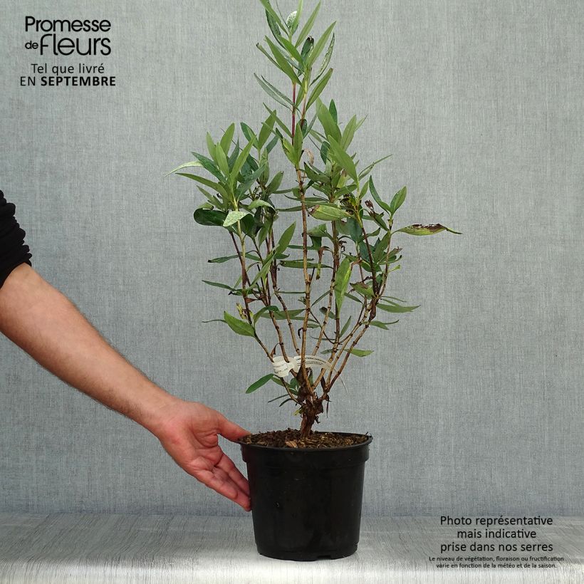 Exemplaar van Carpenteria californica - Californische bosjasmijn Pot van 3 l/4 l zoals geleverd in de herfst
