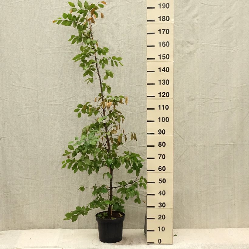 Exemplaar van Carpinus betulus - Haagbeuk Pot van 4 l/5 l zoals geleverd in de zomer