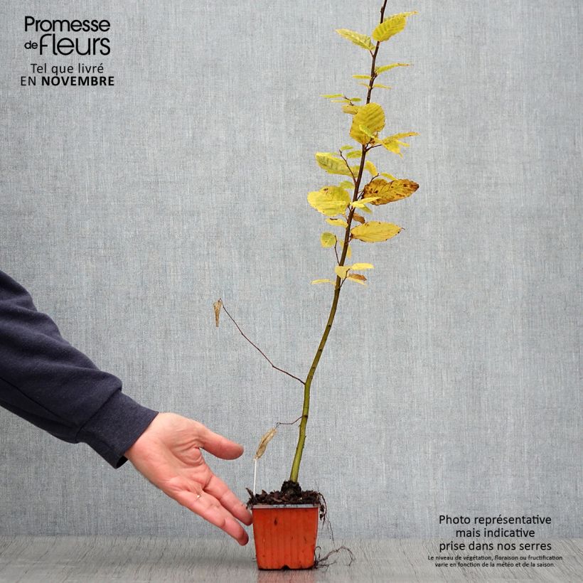 Exemplaar van Carpinus betulus - Haagbeuk Kweekpotje van 8/9 cm zoals geleverd in de herfst