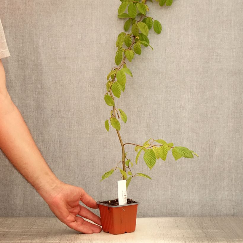 Exemplaar van Carpinus betulus - Haagbeuk Kweekpotje van 8/9 cm zoals geleverd in de zomer
