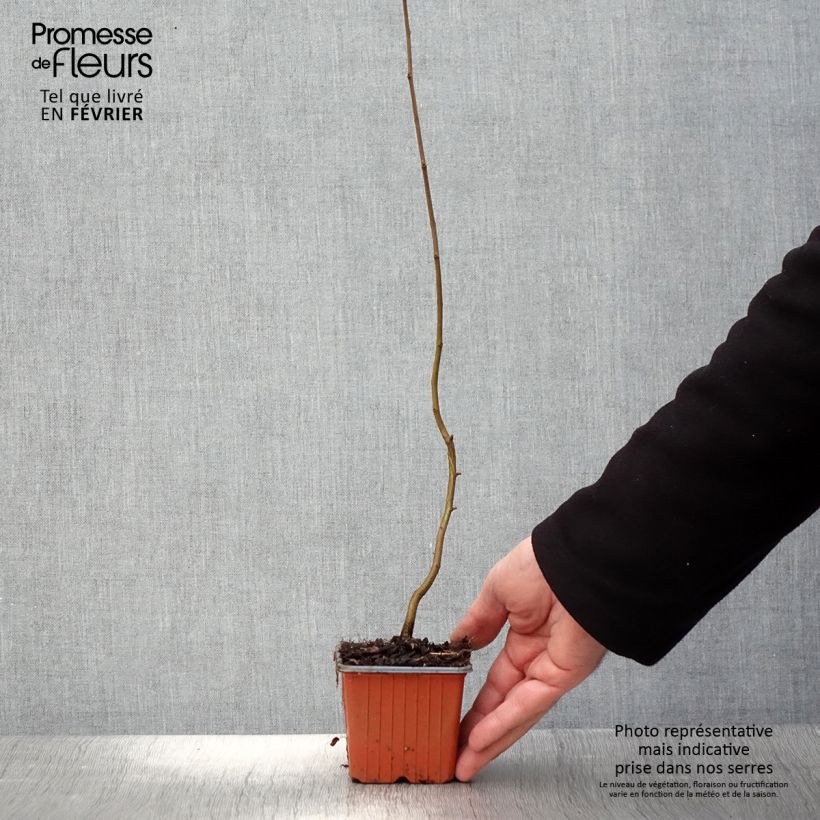 Example of Carpinus betulus - Haagbeuk Kweekpotje van 8/9 cm as you get in hiver