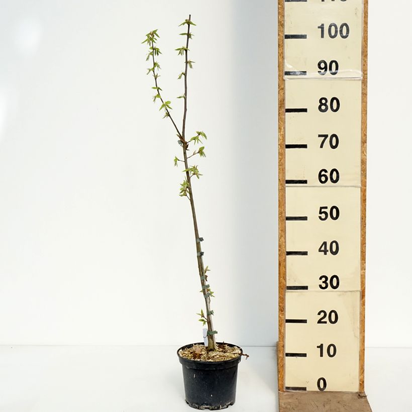Exemplaar van Carpinus betulus A. Beeckman - Haagbeuk Pot van 3 l/4 l zoals geleverd in de lente
