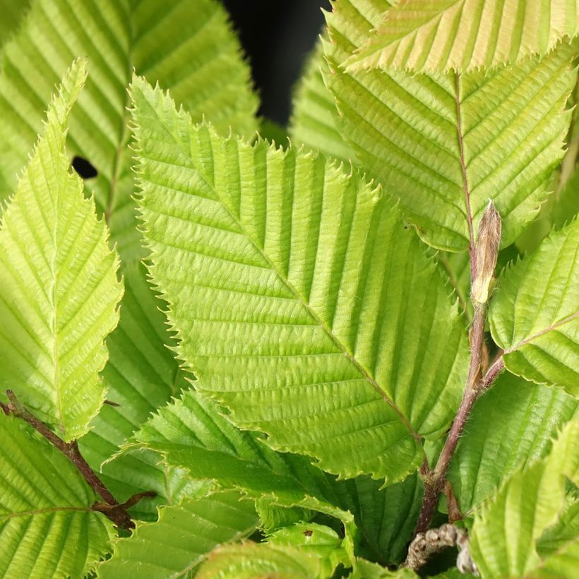 Carpinus betulus A. Beeckman - Haagbeuk (Blad)