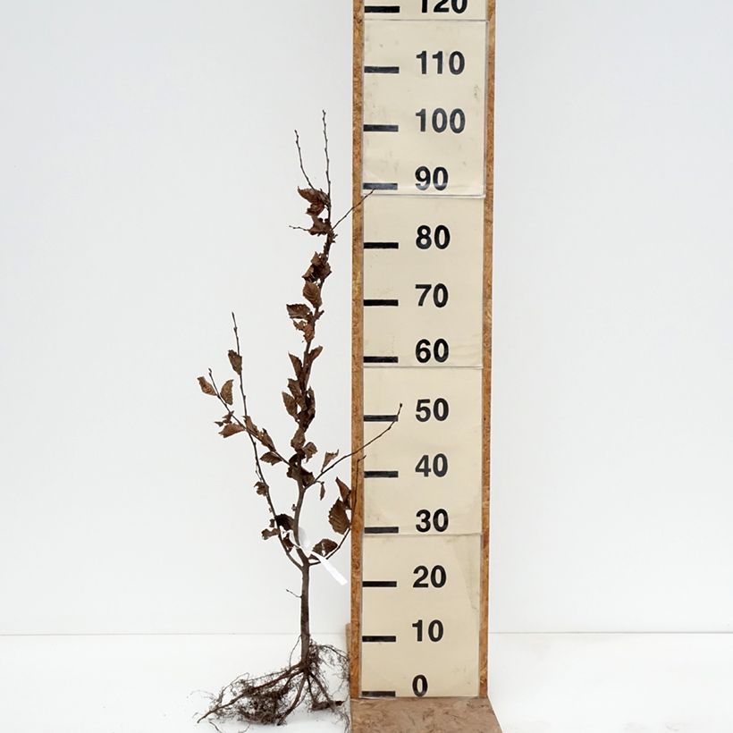 Exemplaar van Carpinus betulus - Haagbeuk Naakte wortel zoals geleverd in de winter