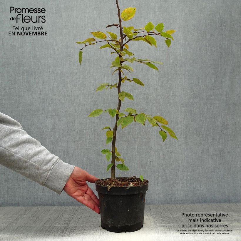Exemplaar van Carpinus betulus - Haagbeuk Pot van 2 l/3 l zoals geleverd in de herfst