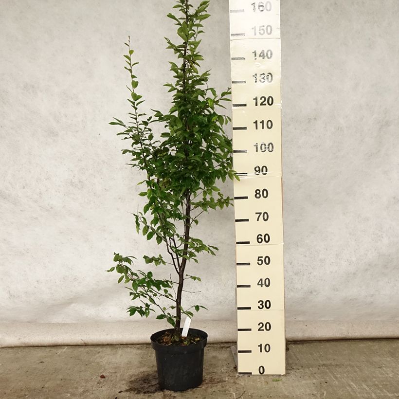 Exemplaar van Carpinus betulus Fastigiata - Haagbeuk Pot van 4 l/5 l zoals geleverd in de zomer