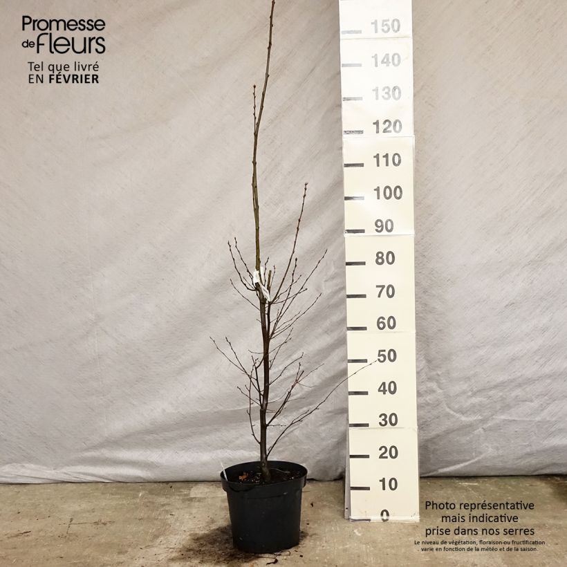Example of Carpinus betulus Fastigiata - Charme fastigié Pot van 4 l/5 l as you get in hiver