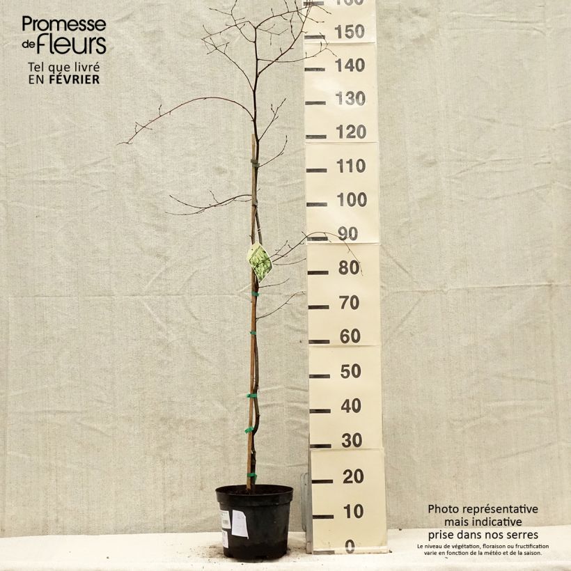 Example of Carpinus betulus Foliis Argenteovariegatis Pendula  Pot van 4 l/5 l as you get in hiver