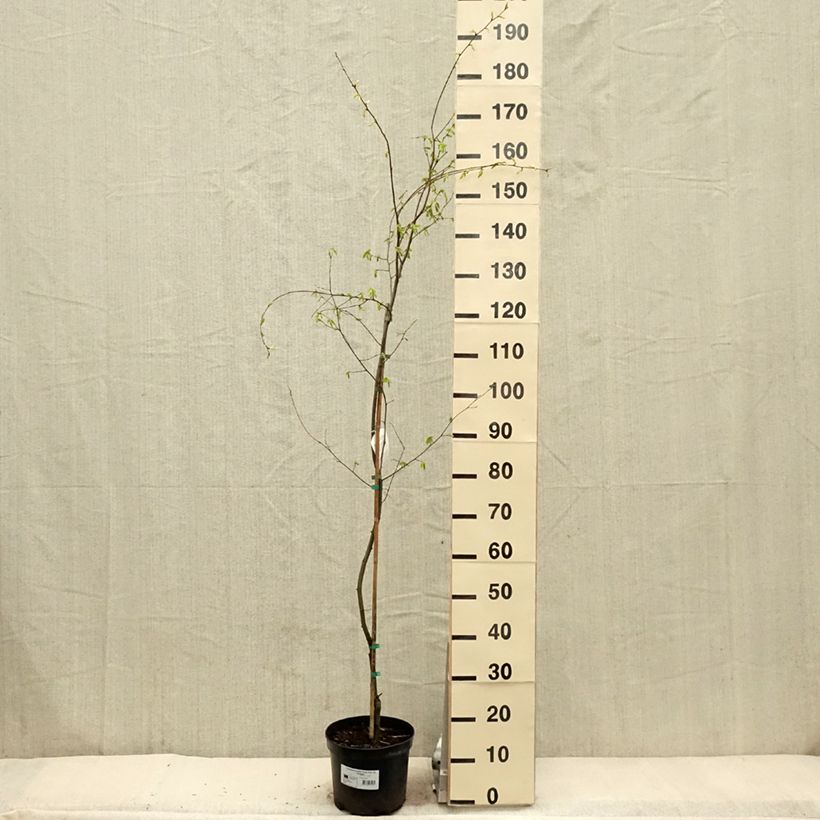 Exemplaar van Carpinus betulus Foliis Argenteovariegatis Pendula - Haagbeuk Pot van 4 l/5 l zoals geleverd in de lente