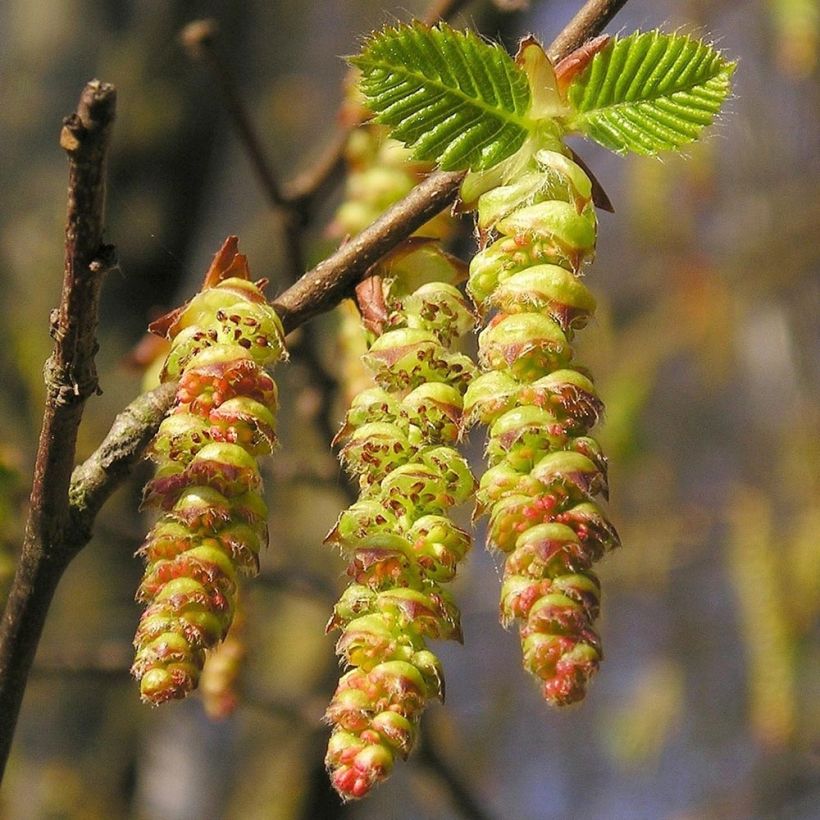 Carpinus betulus Frans Fontaine - Haagbeuk (Flowering)