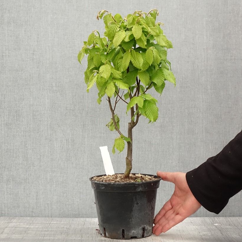 Exemplaar van Carpinus betulus Monumentalis - Haagbeuk Pot van 2 l/3 l zoals geleverd in de lente