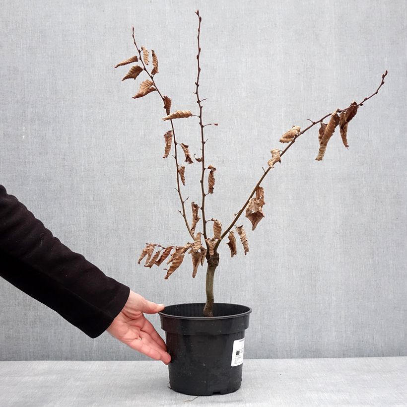 Example of Carpinus betulus Monumentalis - Charme commun Pot van 7,5 l/10 l as you get in hiver