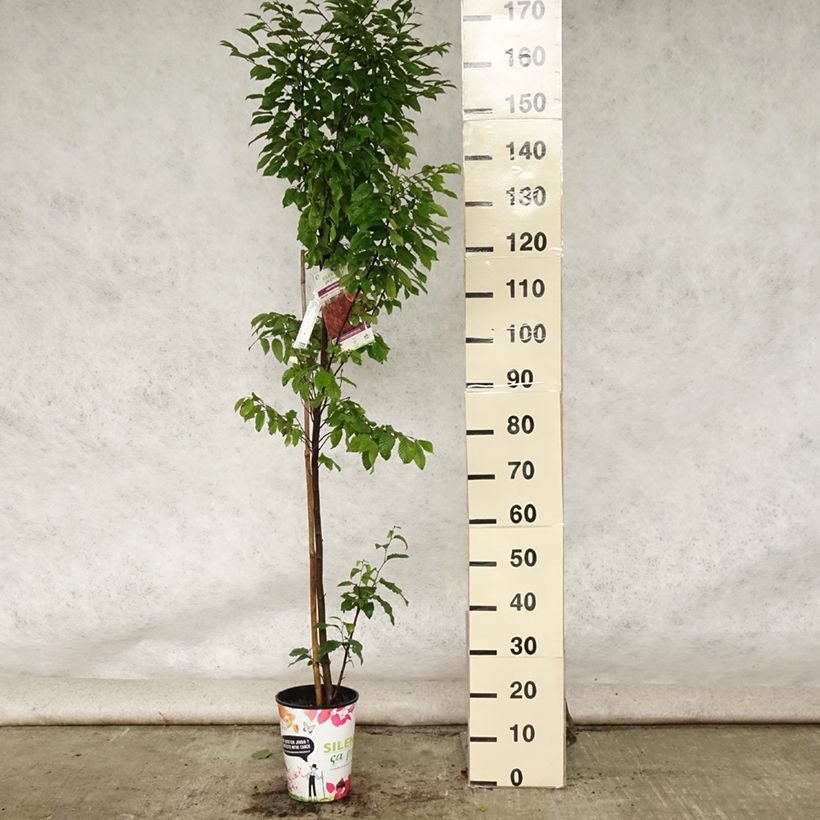 Exemplaar van Carpinus betulus Orange Retz - Haagbeuk Pot van 4 l/5 l zoals geleverd in de zomer