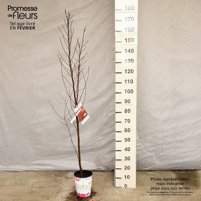Example of Carpinus betulus Orange Retz - Charme commun  Pot van 4 l/5 l as you get in hiver