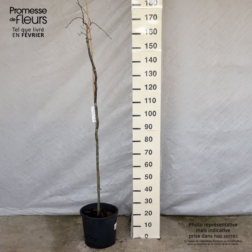 Example of Carpinus betulus Pendula - Charme commun pleureur Pot van 12 l/15 l as you get in hiver