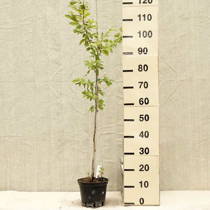 Exemplaar van Carpinus betulus Quercifolia - Haagbeuk Pot van 2 l/3 l zoals geleverd in de zomer