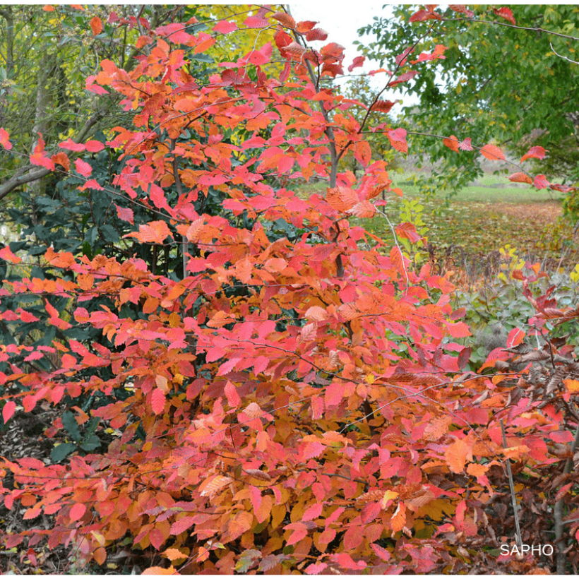 Carpinus betulus Rockhampton Red - Haagbeuk (Plant habit)