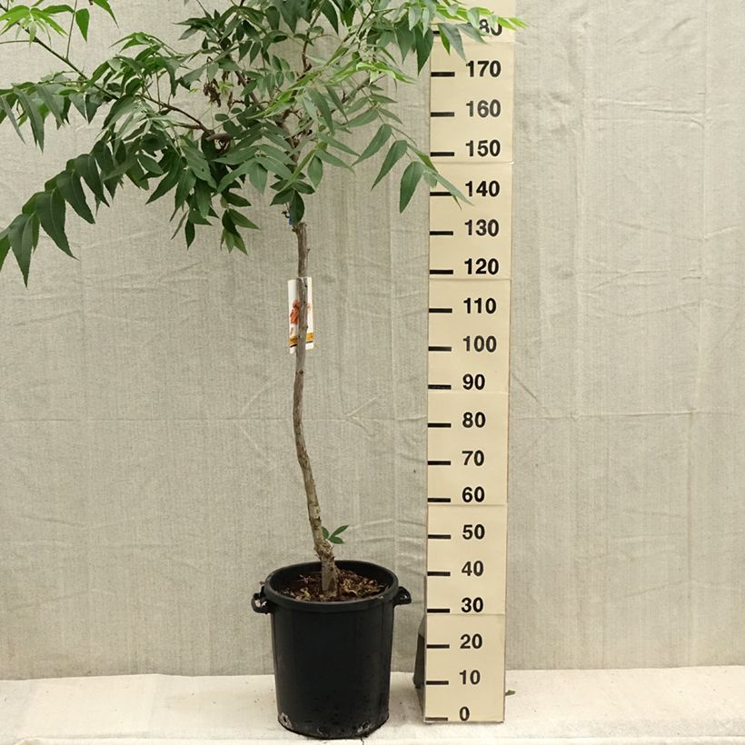 Exemplaar van Pecannoot Pot van 20 l/25 l zoals geleverd in de zomer