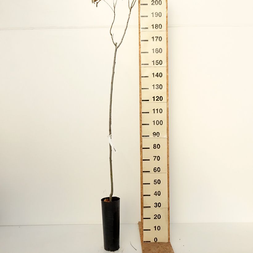Exemplaar van Pecannoot Pawnee Pot van 4 l/5 l zoals geleverd in de herfst