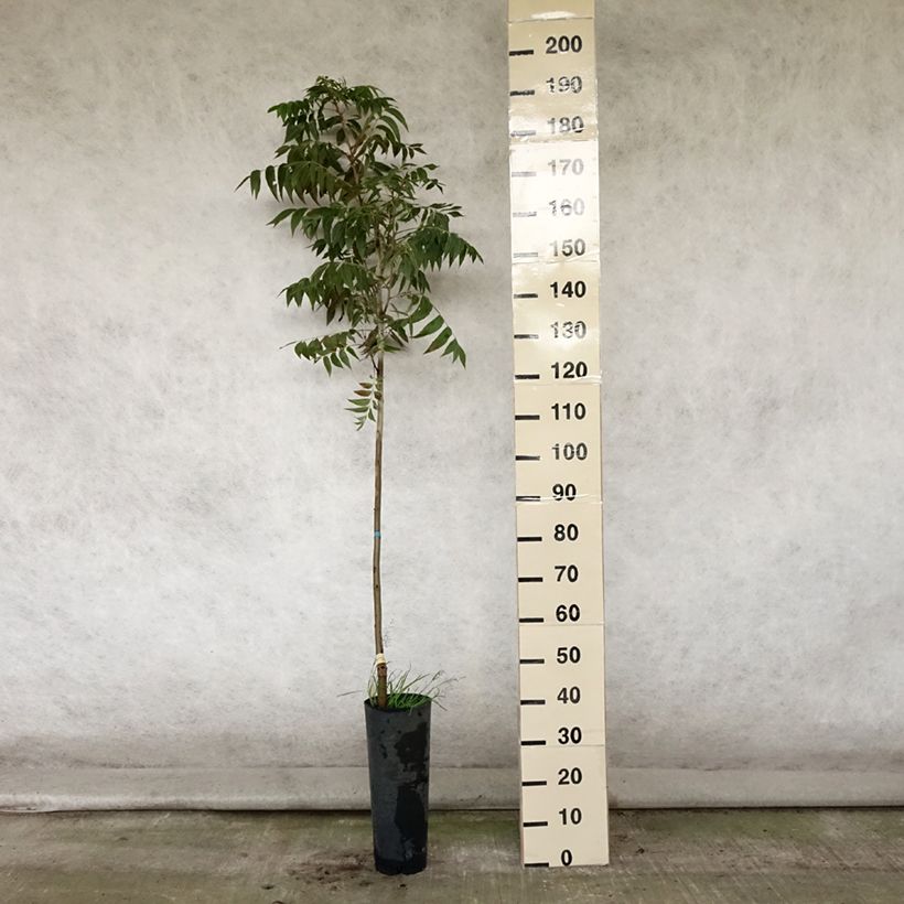 Exemplaar van Pecannoot Pawnee Pot van 4 l/5 l zoals geleverd in de zomer
