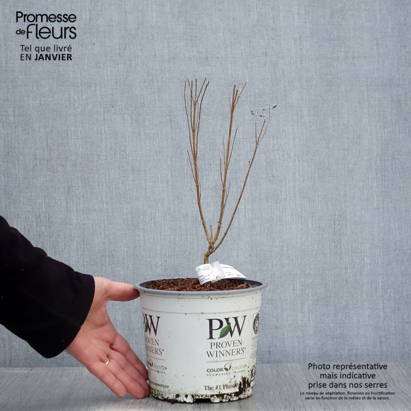 Example of Caryopteris clandonensis Beyond Midnight - Blauwe spirea Pot van 3 l/4 l as you get in hiver