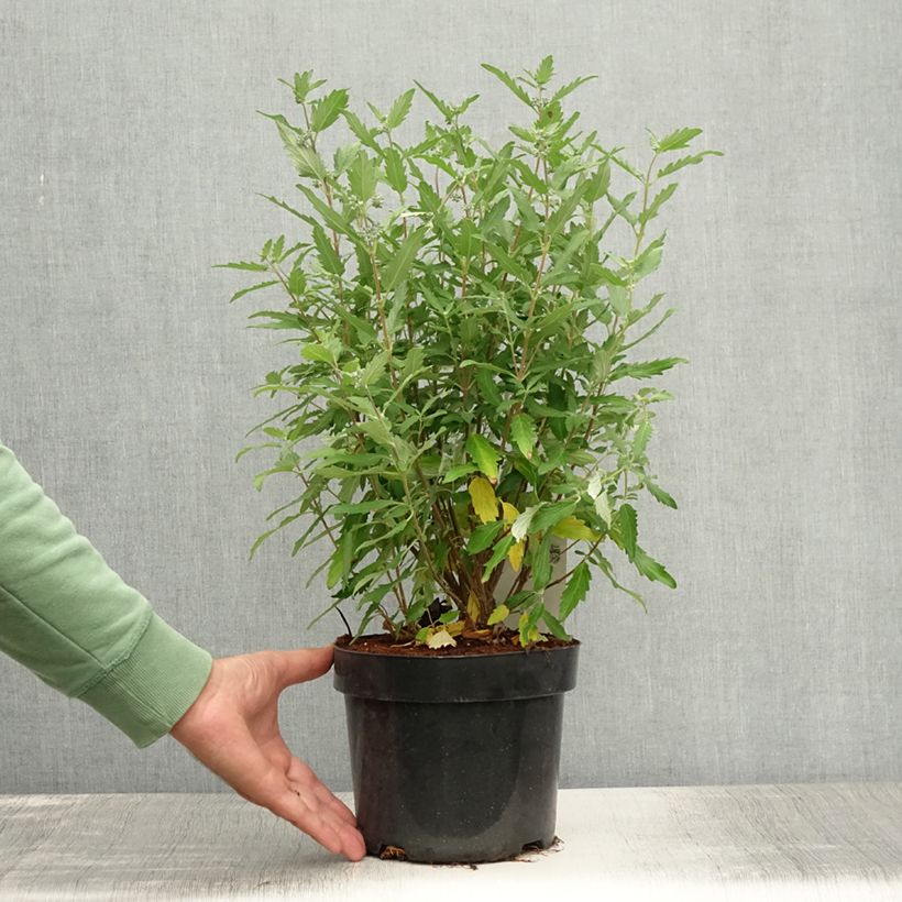 Exemplaar van Caryopteris clandonensis Blue Balloon - Blauwe spirea Pot van 2 l/3 l zoals geleverd in de zomer