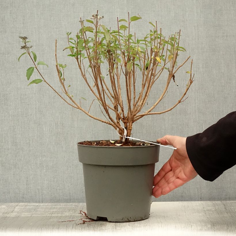 Exemplaar van Caryopteris clandonensis Dark Knight - Blauwe spirea Pot van 4 l/5 l zoals geleverd in de herfst