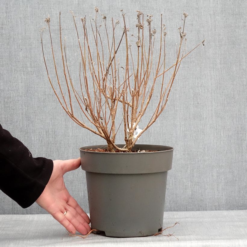 Example of Caryopteris clandonensis Dark Knight - Spirée bleue Pot van 4 l/5 l as you get in hiver