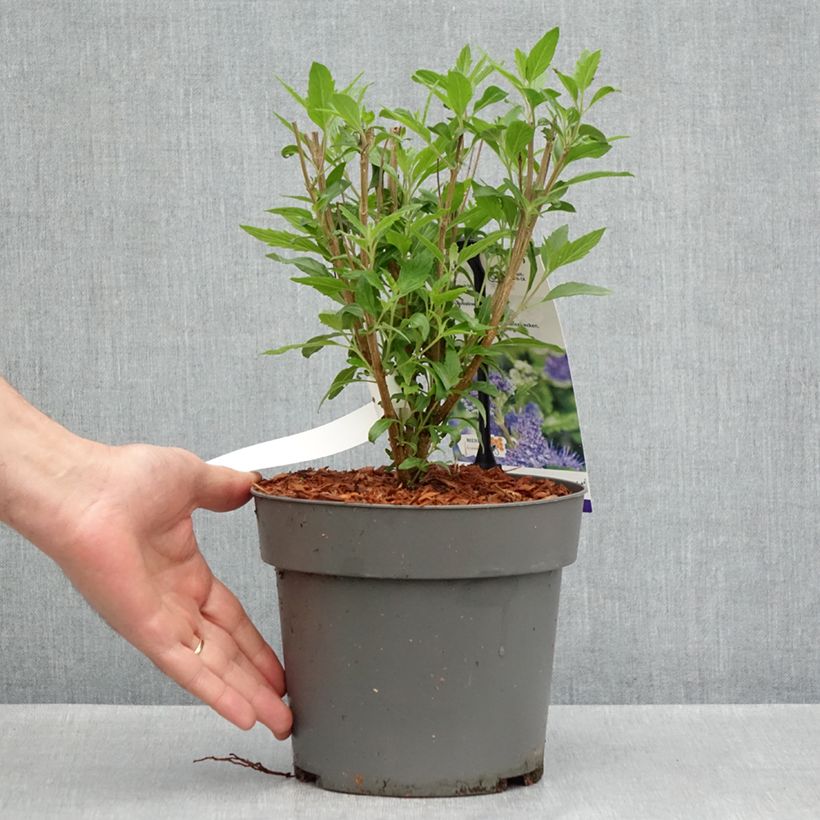 Exemplaar van Caryopteris clandonensis Dark Knight - Blauwe spirea Pot van 4 l/5 l zoals geleverd in de lente