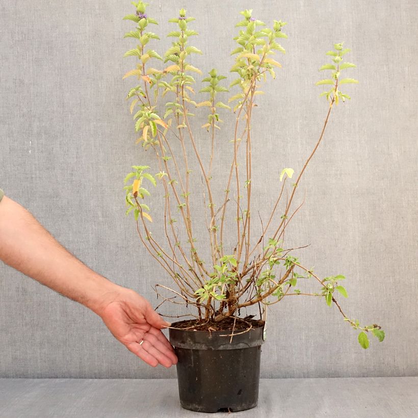 Exemplaar van Caryopteris clandonensis Good as Gold - Blauwe spirea Pot van 2 l/3 l zoals geleverd in de zomer
