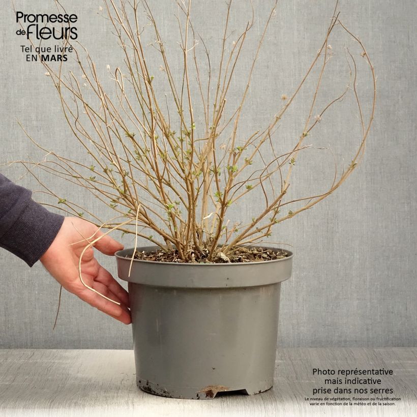 Exemplaar van Caryopteris clandonensis Heavenly Blue - Blauwe spirea Pot van 7,5 l/10 l zoals geleverd in de lente