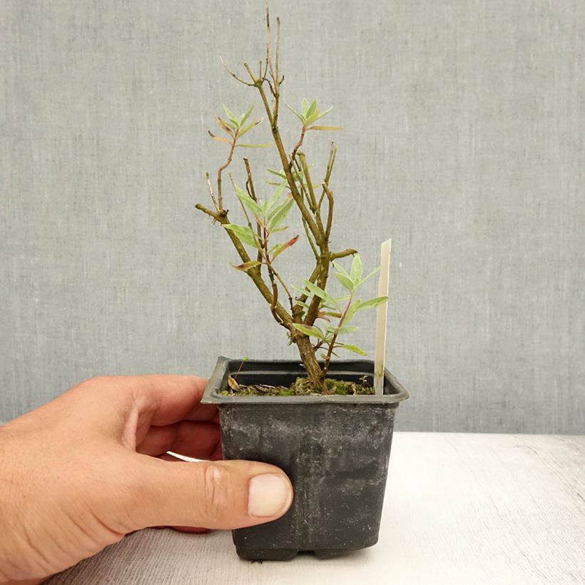 Exemplaar van Caryopteris clandonensis Kew Blue - Blauwe spirea Kweekpotje van 8/9 cm zoals geleverd in de zomer