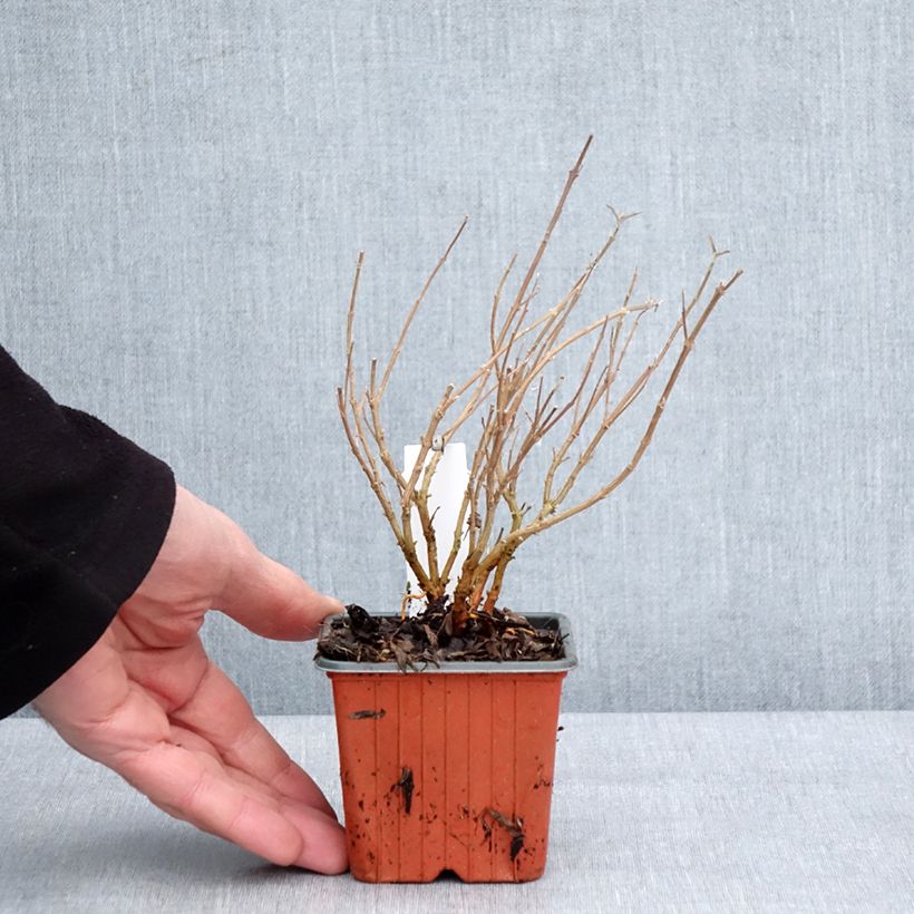 Example of Caryopteris clandonensis Kew Blue - Spirée bleue Kweekpotje van 8/9 cm as you get in hiver