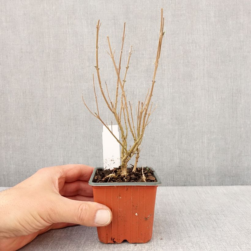 Exemplaar van Caryopteris clandonensis Kew Blue - Blauwe spirea Kweekpotje van 8/9 cm zoals geleverd in de lente