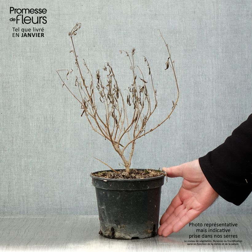 Example of Caryopteris clandonensis Kew Blue - Spirée bleue Pot van 2 l/3 l as you get in hiver