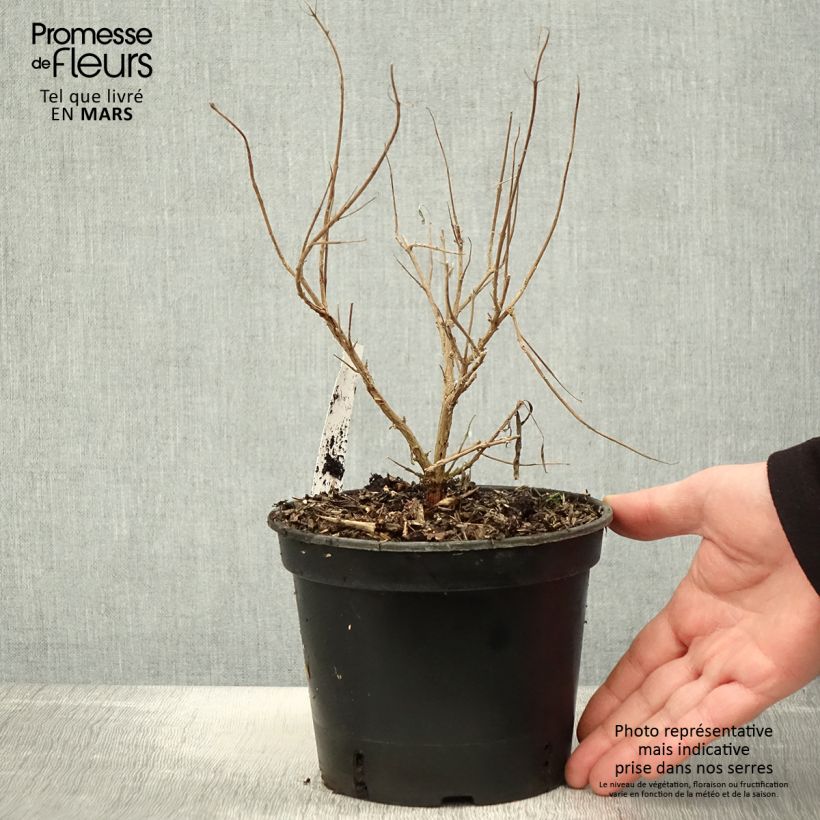 Exemplaar van Caryopteris clandonensis Kew Blue - Blauwe spirea Pot van 2 l/3 l zoals geleverd in de lente