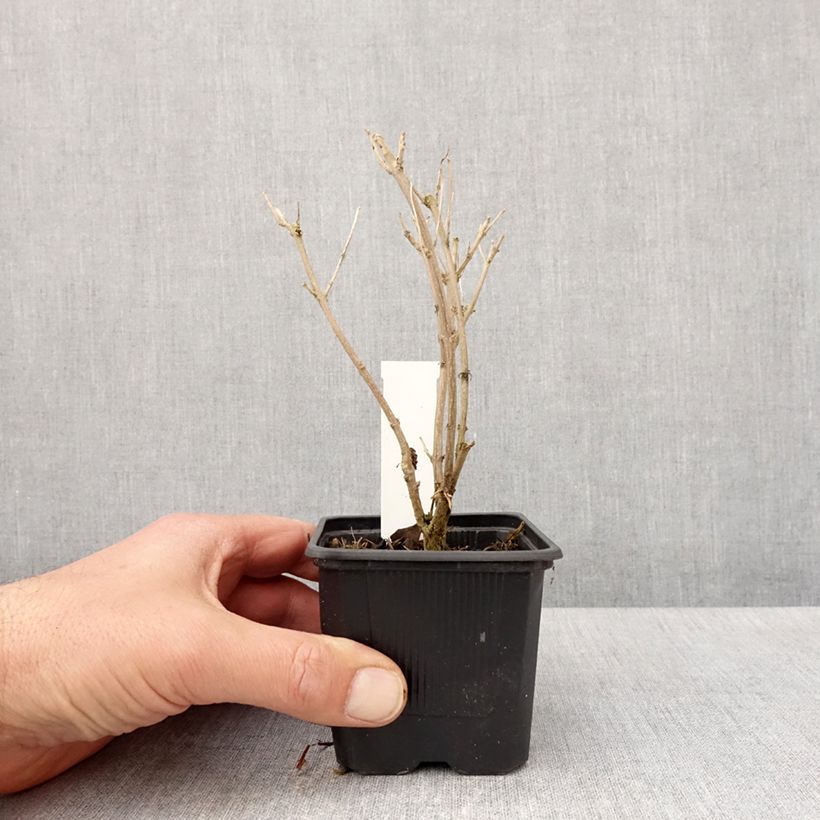 Exemplaar van Caryopteris clandonensis Stephi - Blauwe spirea Kweekpotje van 8/9 cm zoals geleverd in de lente